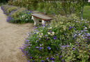 Plectranthus Coleoides